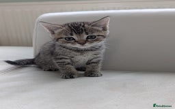 Domestic Shorthair cats for sale: 7 kittens are looking for new home - Image 9