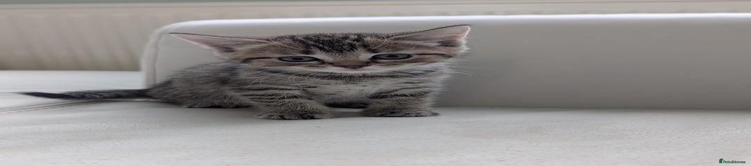 Domestic Shorthair Kitten 4
