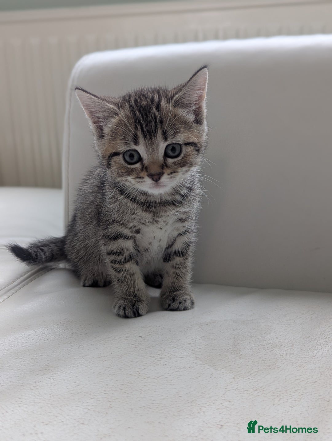 Domestic Shorthair cats for sale: 7 kittens are looking for new home - Image 9