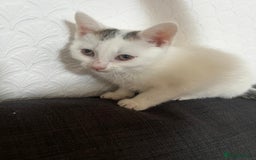 European cats for sale: Male kitten for sale - Image 4