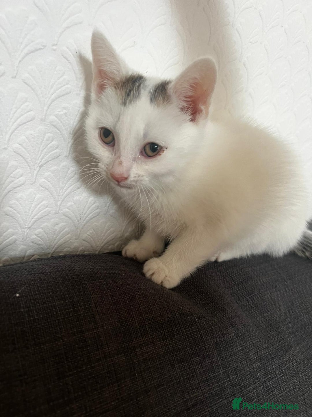 European cats for sale: Male kitten for sale - Image 4