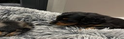 Miniature Dachshund dogs for sale: KC Long Hair 'Mini-Mini' Dachshund Puppies - Advert 17