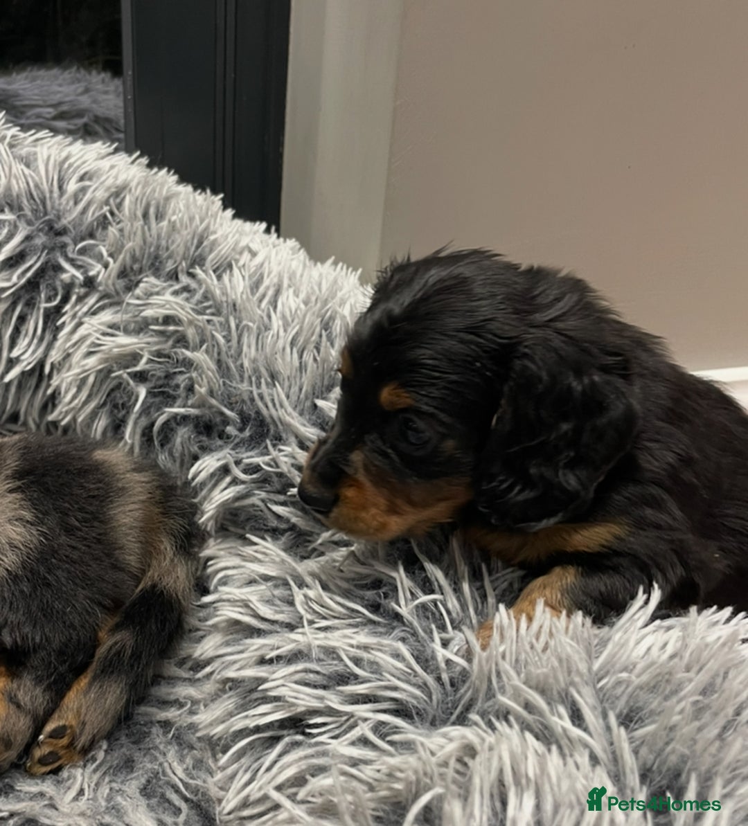 Miniature Dachshund dogs for sale: KC Long Hair 'Mini-Mini' Dachshund Puppies - Advert 17