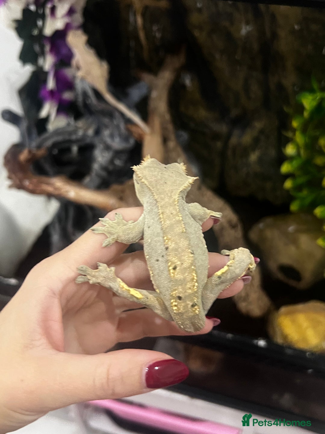 Gecko reptiles for sale: 3 x Crested Geckos and Exo Terra Viv - Advert 8
