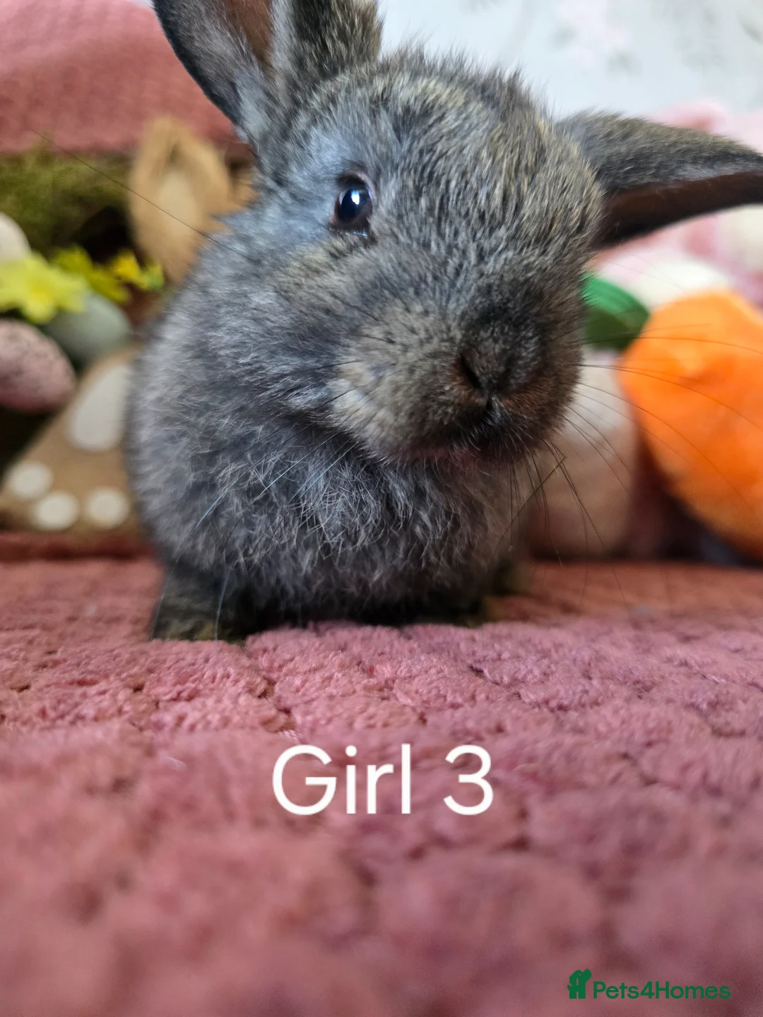 Mini Lop rabbits for sale: Beautiful rabbits for Sale - Advert 12