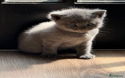 British Shorthair cats for sale: British Shorthair Kittens - Image 4