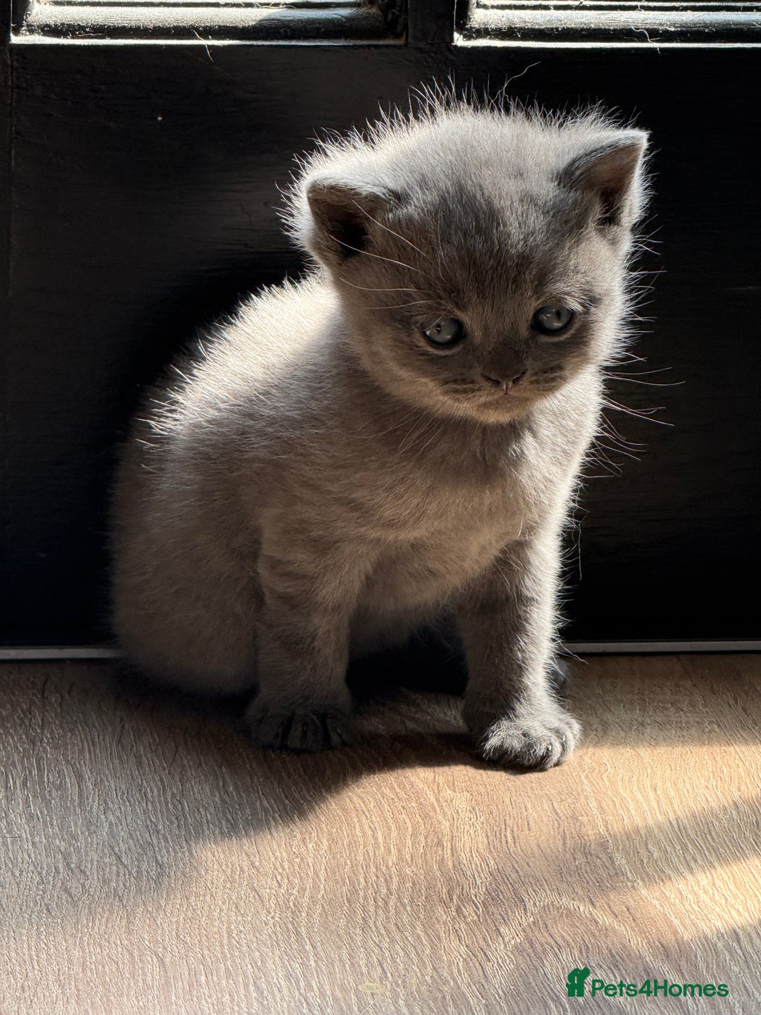 British Shorthair cats for sale: British Shorthair Kittens - Image 4