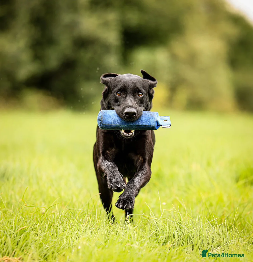 Labrador Retriever dogs for stud: Black labrador stud- FULLY HEALTH TESTED in Leyburn - Advert 4