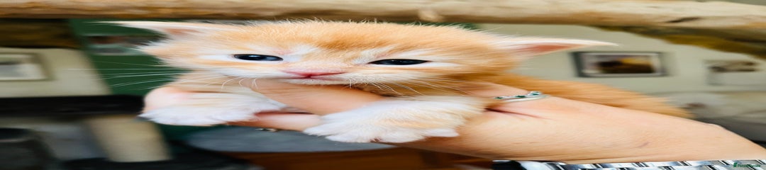 Maine Coon Kitten 3