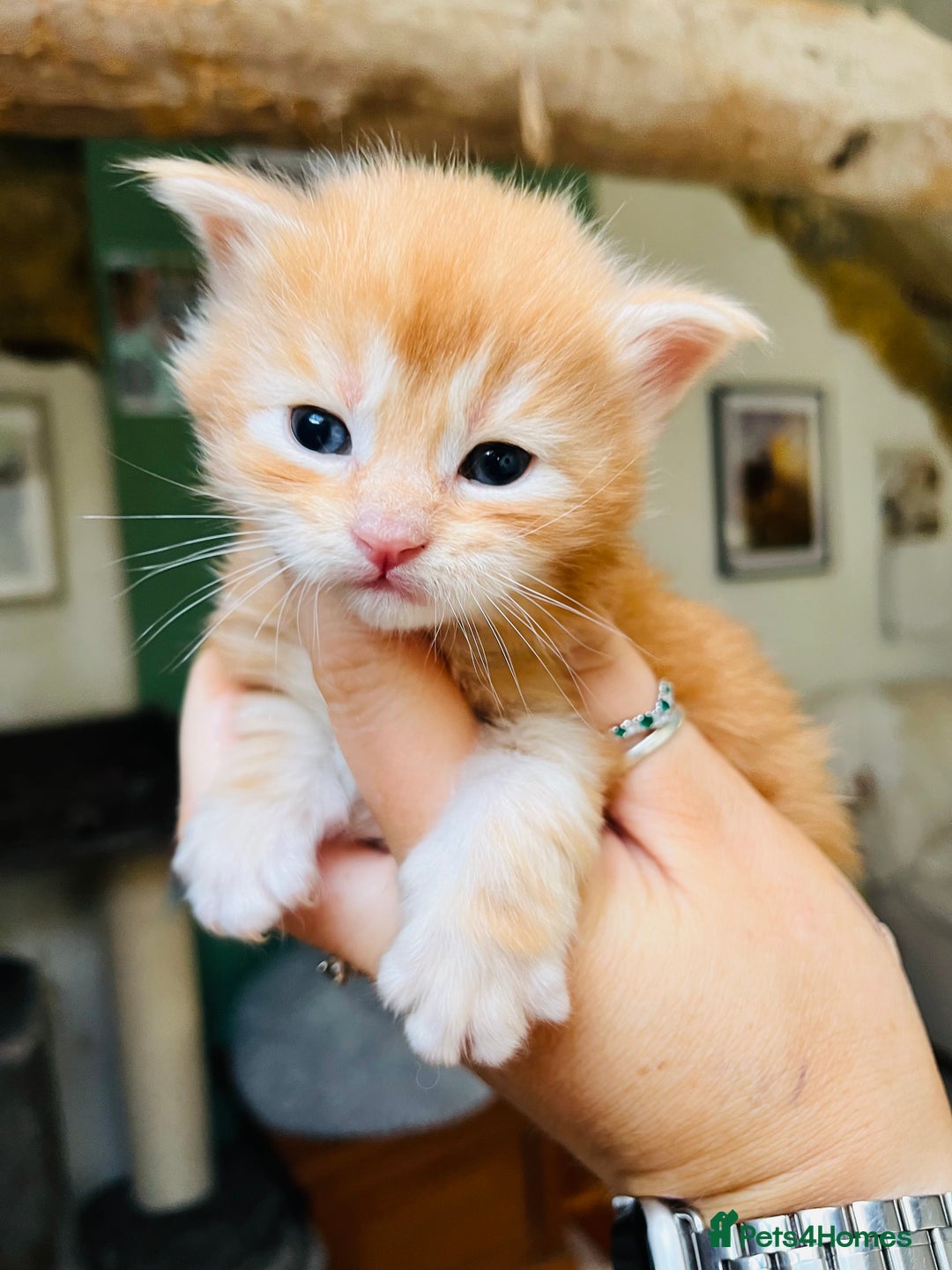 Maine Coon cats for sale: Stunning TICA registered Maine coon kittens  - Image 5