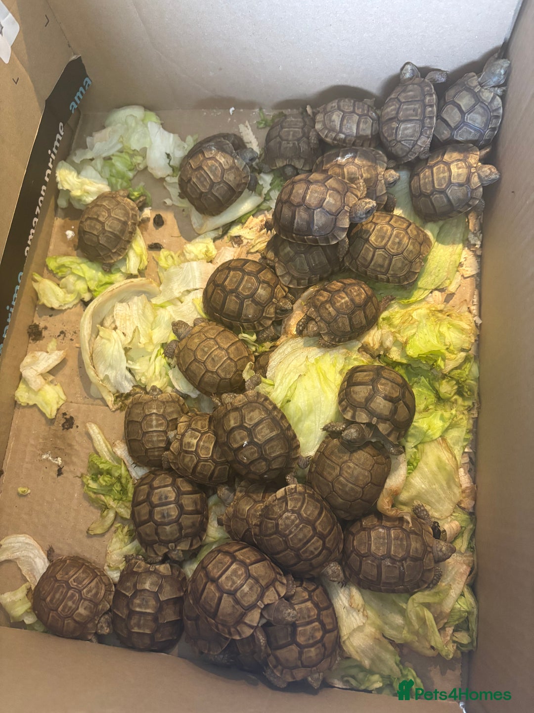 Tortoise reptiles for sale: Greek Tortoises - Image 1