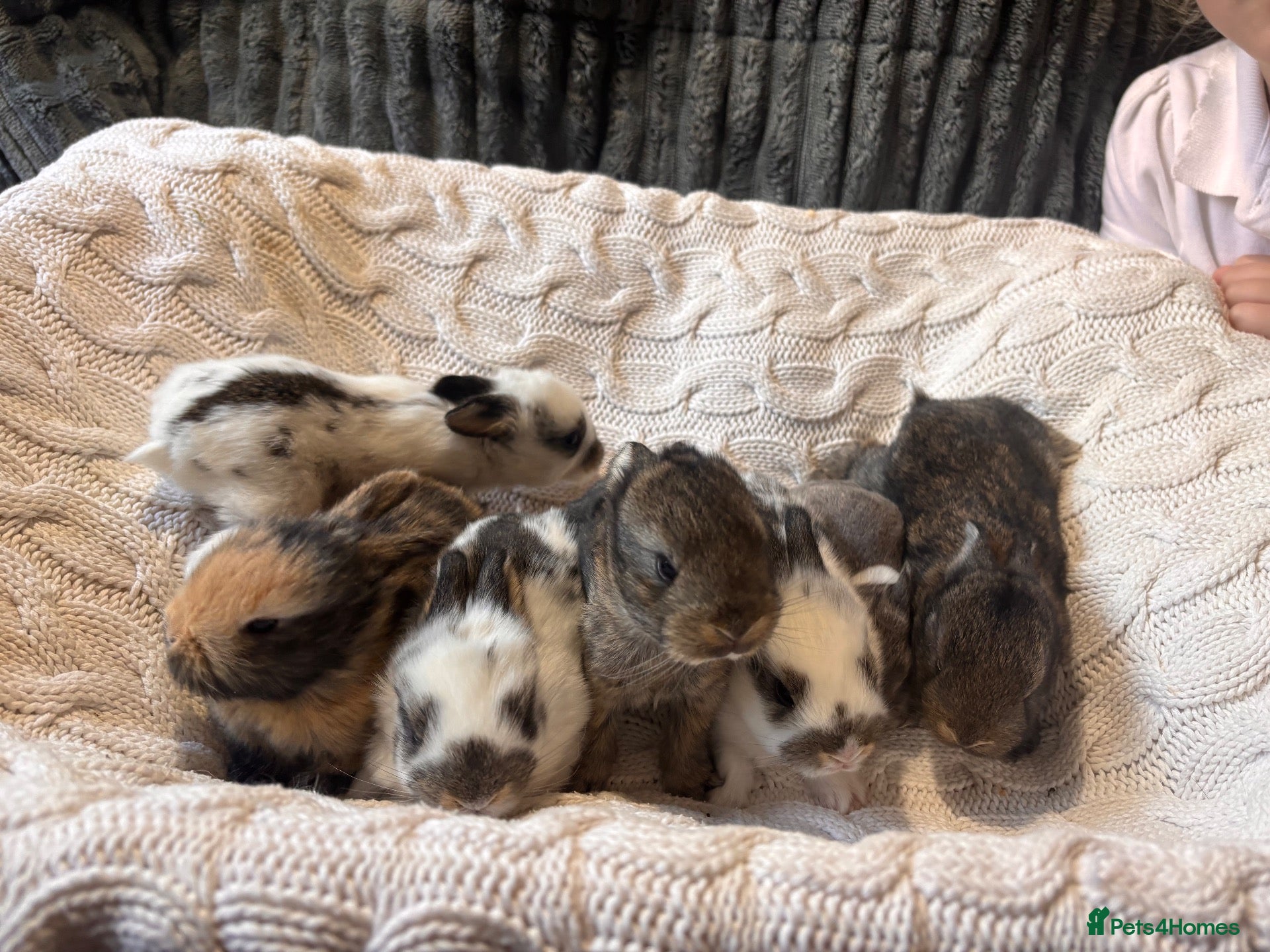 French Lop rabbits French lop x English spot  - Advert 1
