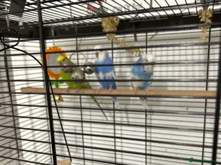 Budgerigars birds 3 x budgies & 2 x cages for sale - Advert 1
