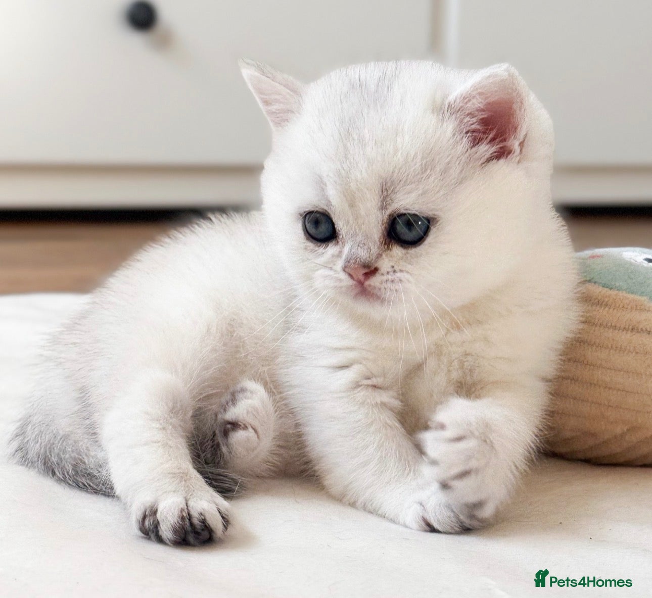 British Shorthair cats for sale: Silver British Shorthair kittens - Advert 1