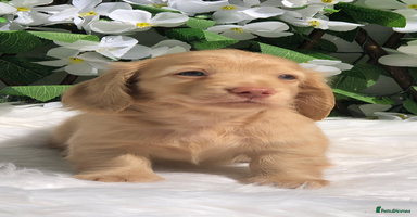 Miniature Dachshund dogs - Advert 10