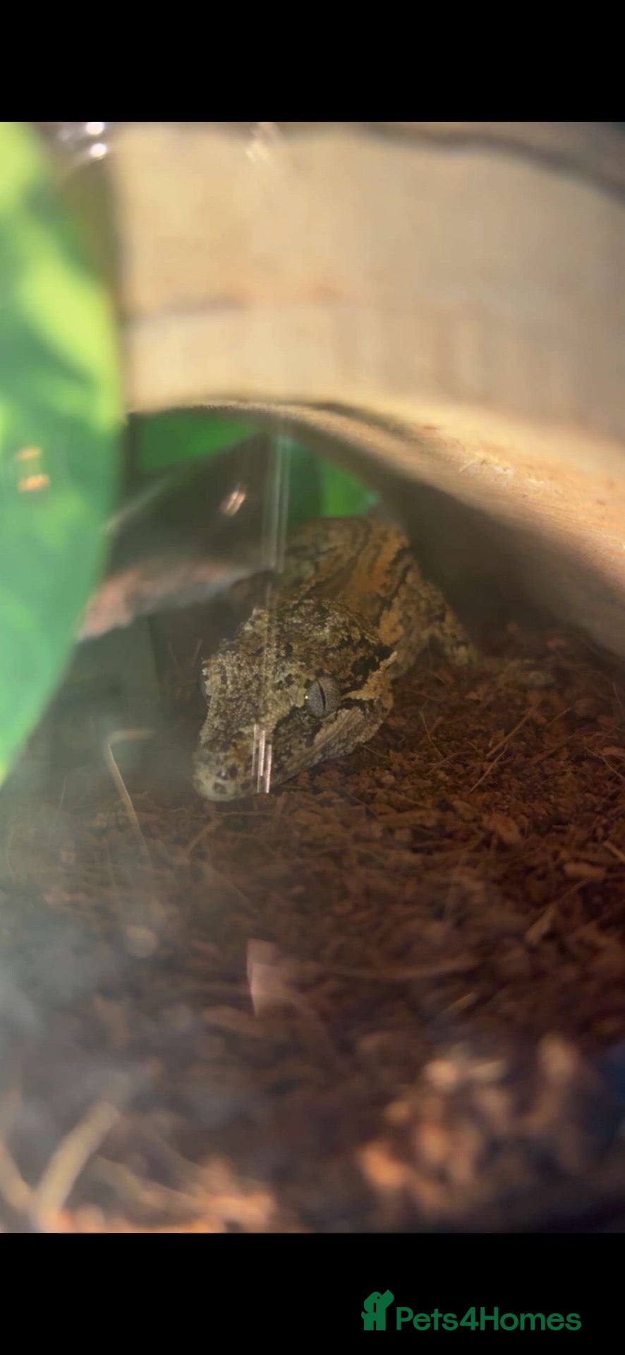 Gecko reptiles Gargoyle gecko - Advert 2