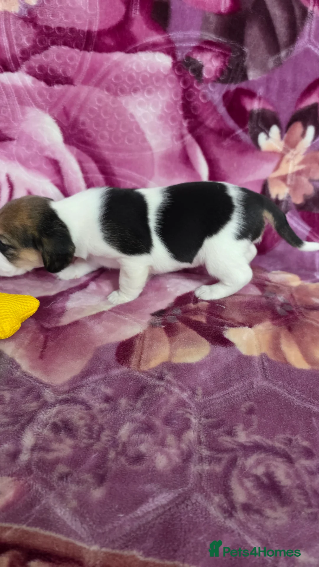 Beagle dogs for sale: Beautiful Beagle puppies looking for loving homes - Advert 24