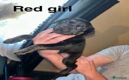 Staffordshire Bull Terrier dogs for sale: Beautiful tri and brindle staffy pups - Image 4