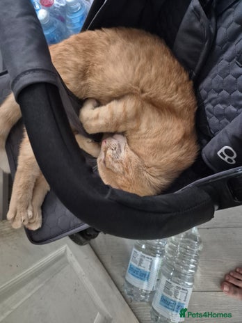 Mixed Breed cats - Advert 2