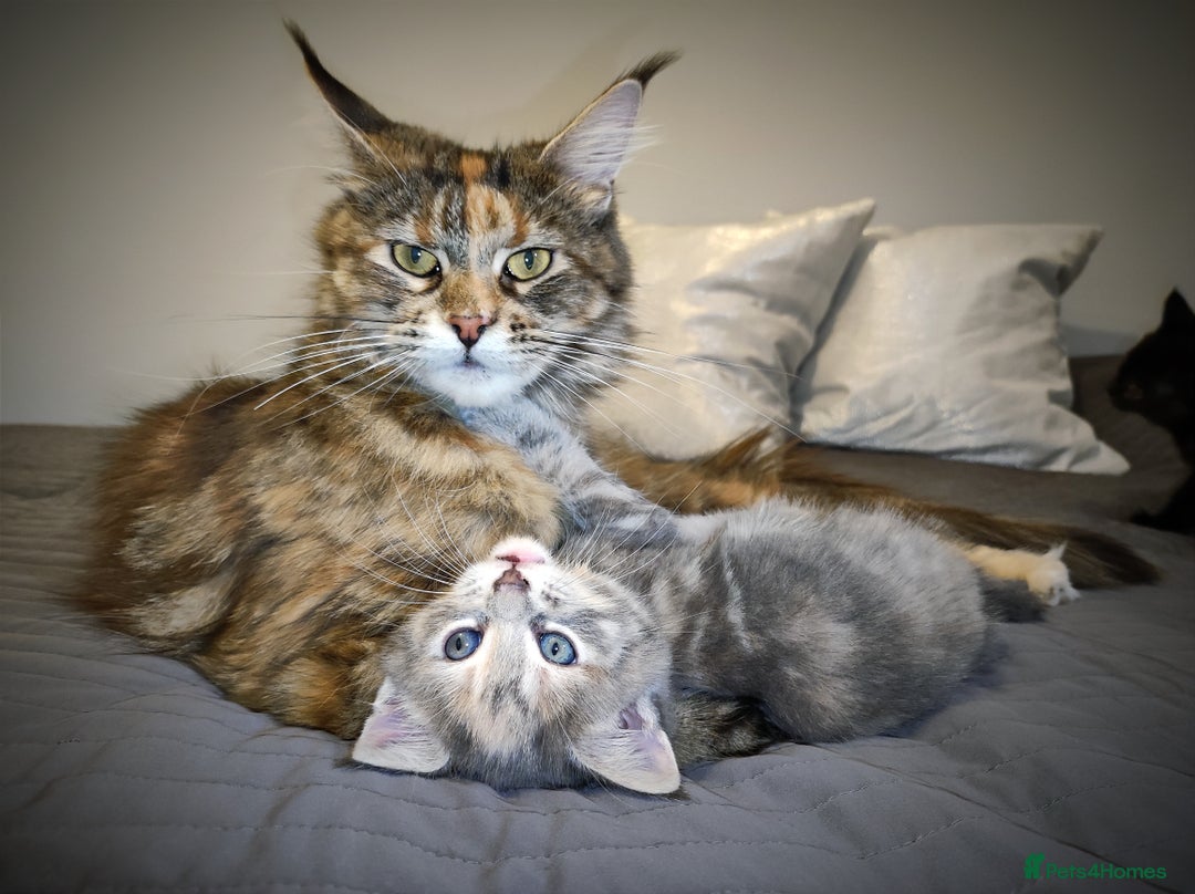 Mixed Breed cats for sale: 🐾 Affectionate Maine Coon Mix Kittens for Sale 🐾 - Advert 18