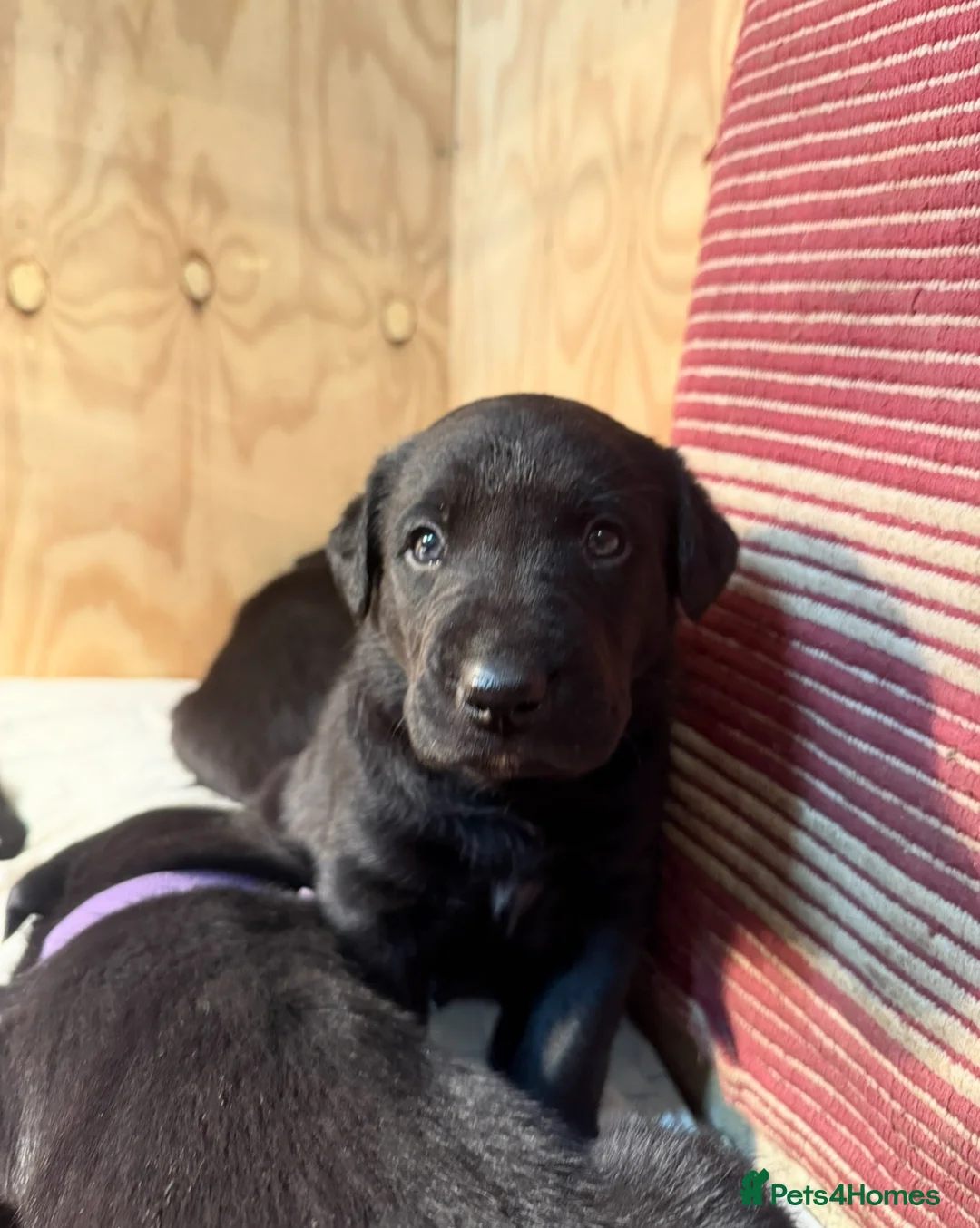 Mixed Breed dogs for sale: Huntaway x Labrador (Huntadors) in Cheltenham - Advert 6