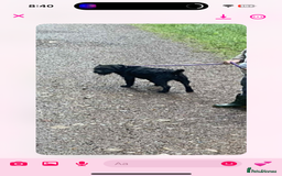 Patterjack dogs for sale:  🐾Patterdale x Jack Russell Puppies🐾 - Image 9