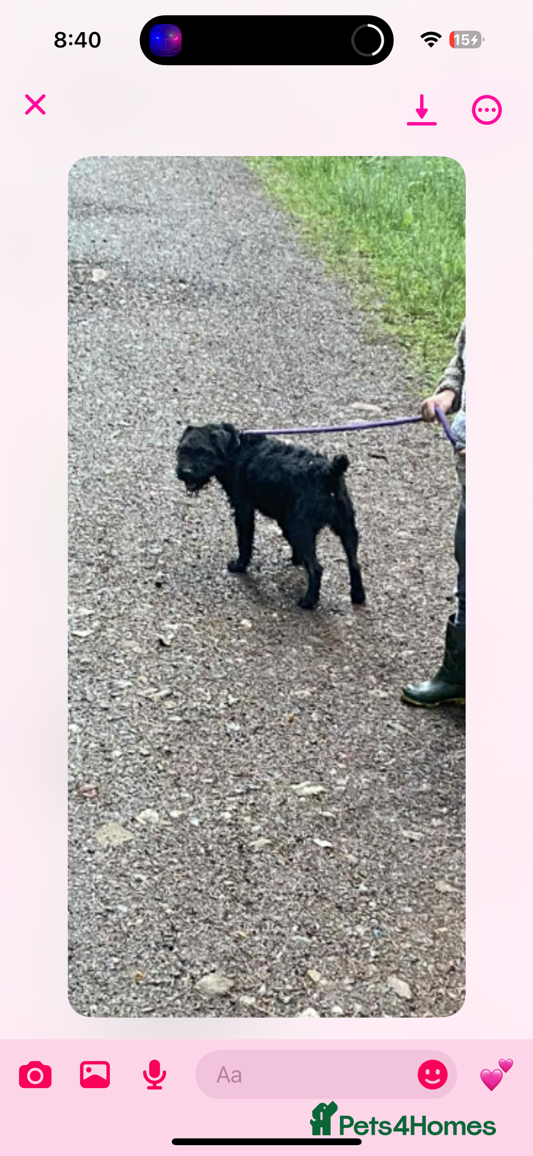 Patterjack dogs for sale:  🐾Patterdale x Jack Russell Puppies🐾 - Image 9