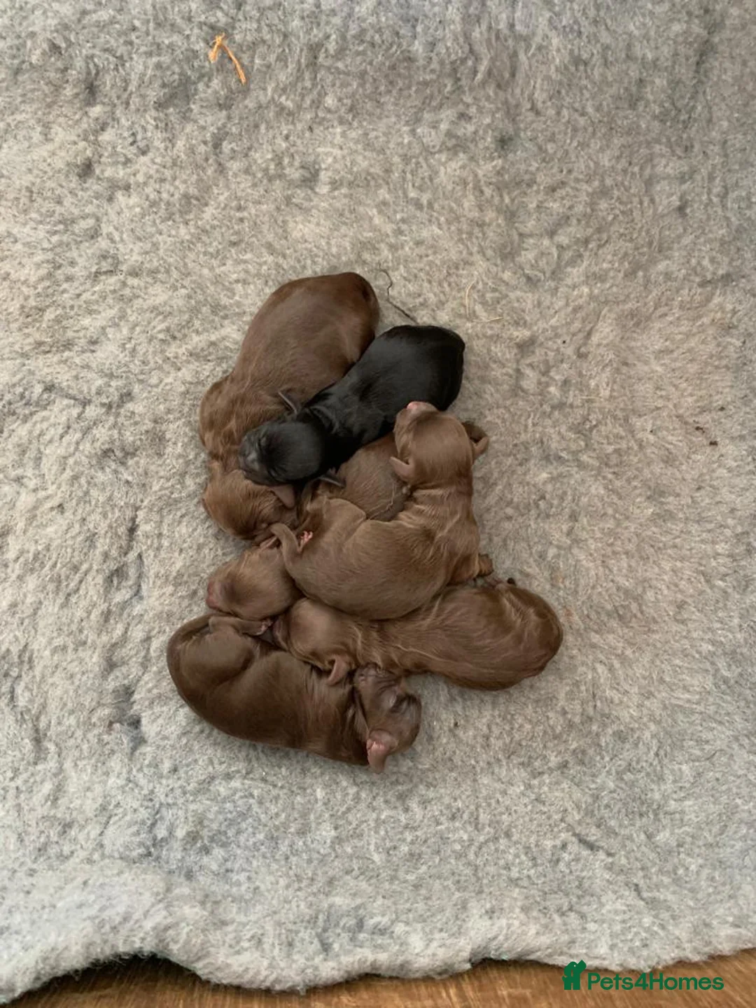Cocker Spaniel dogs for stud: Liver n Tan working cocker. Clear AMS, PP PRA, FN. - Advert 15