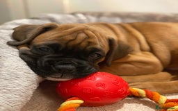 Boxer dogs for stud: KC Boxer Available for Stud | Champion Bloodlines - Image 12