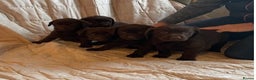 Labrador Retriever dogs for sale: CHOCOLATE LABRADOR PUPPIES - Advert 5