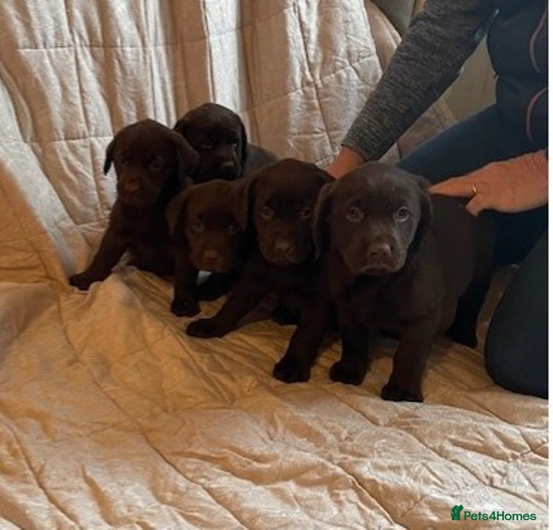 Labrador Retriever dogs for sale: CHOCOLATE LABRADOR PUPPIES - Advert 5