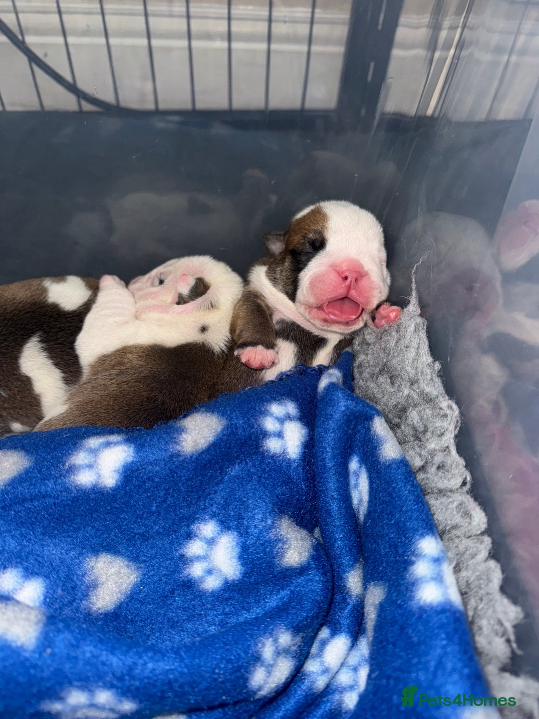 English Bulldog dogs for sale: Stunning English bulldog puppies  - Advert 33