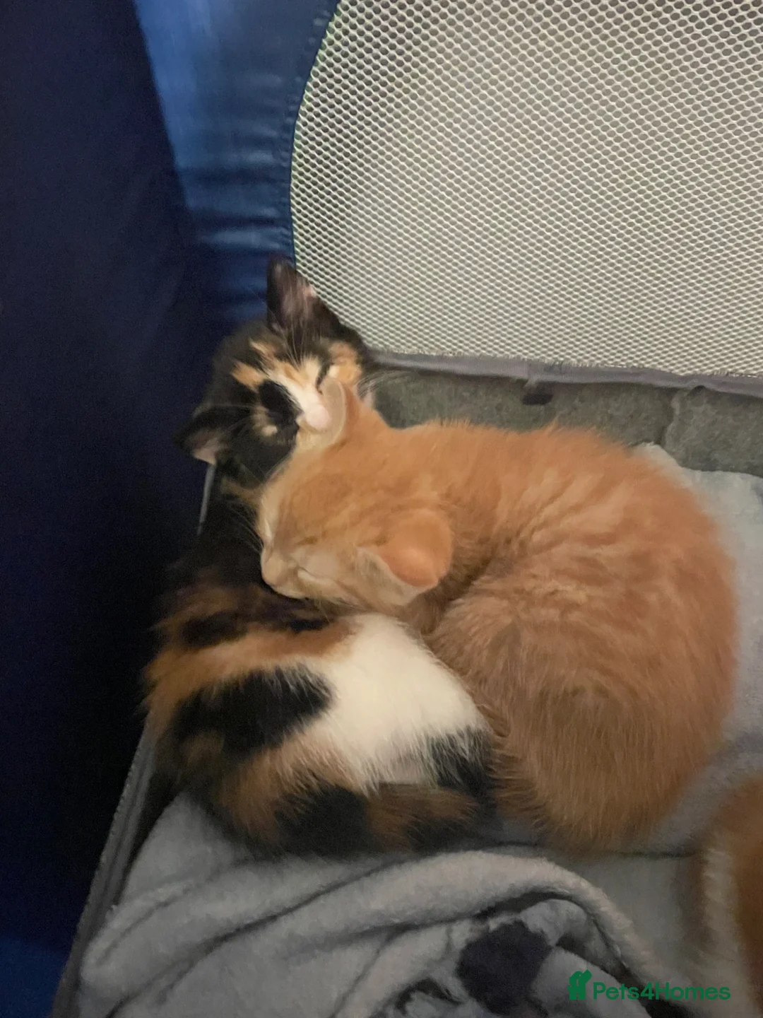 Mixed Breed cats for sale: Beautiful fluffy kittens - Advert 2