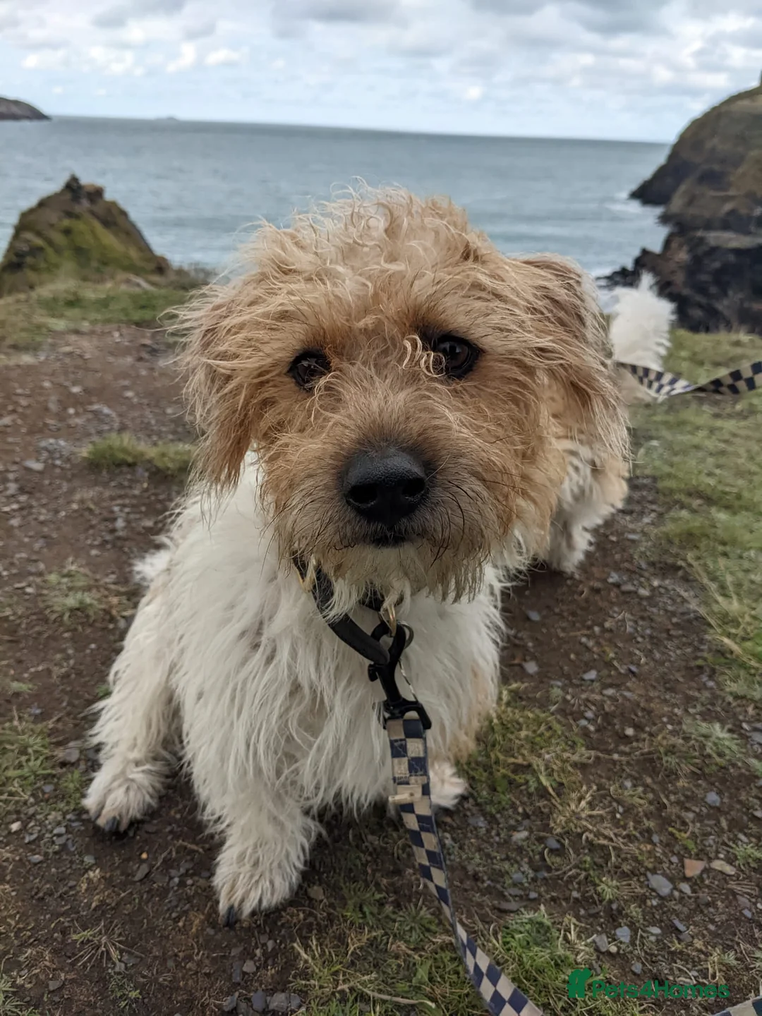 Jack Russell dogs for stud: Proven rough coated JR *REAL GEM OF A DOG* in Bristol - Advert 7