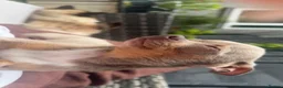 Chihuahua dogs for sale: Mhari Lilac Chihuahua  in Edinburgh - Advert 3