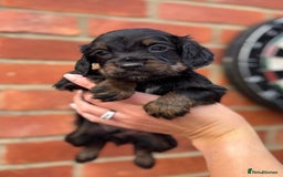 Cocker Spaniel dogs for sale: Health Tested Working Cockers in Bishop Auckland - Image 13