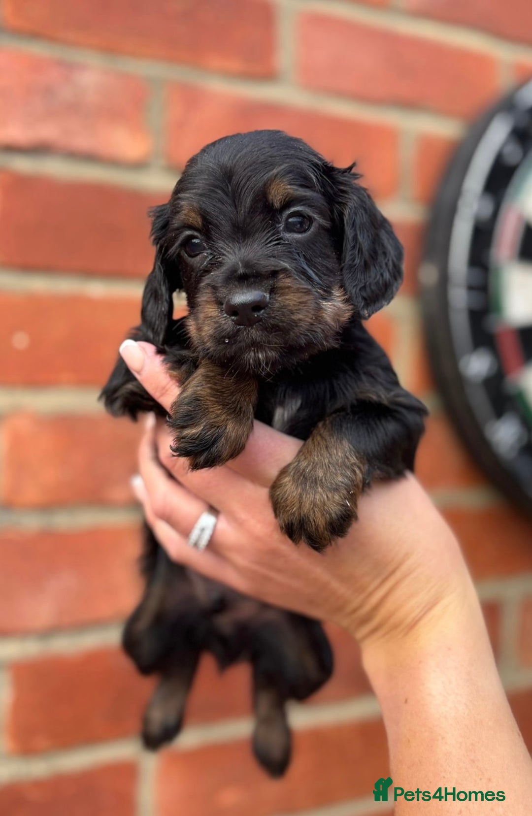 Cocker Spaniel dogs for sale: Health Tested Working Cockers in Bishop Auckland - Image 13