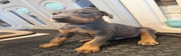 Dobermann dogs for sale: Litter of 9 beautiful Doberman puppies - Advert 19