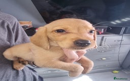 Mixed Breed dogs for sale: Labrador x cockapoo puppies - Image 17