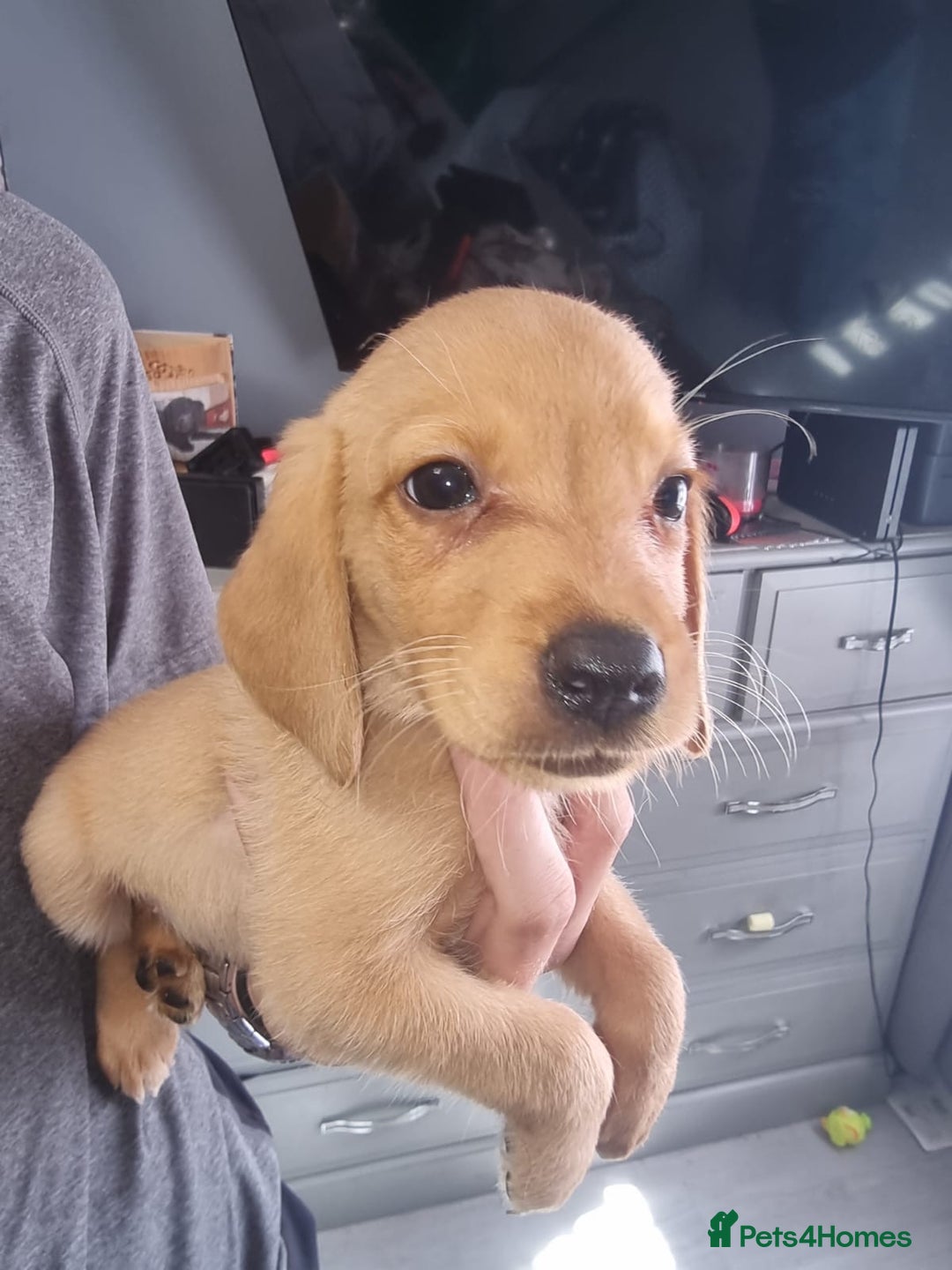 Mixed Breed dogs for sale: Labrador x cockapoo puppies - Image 17