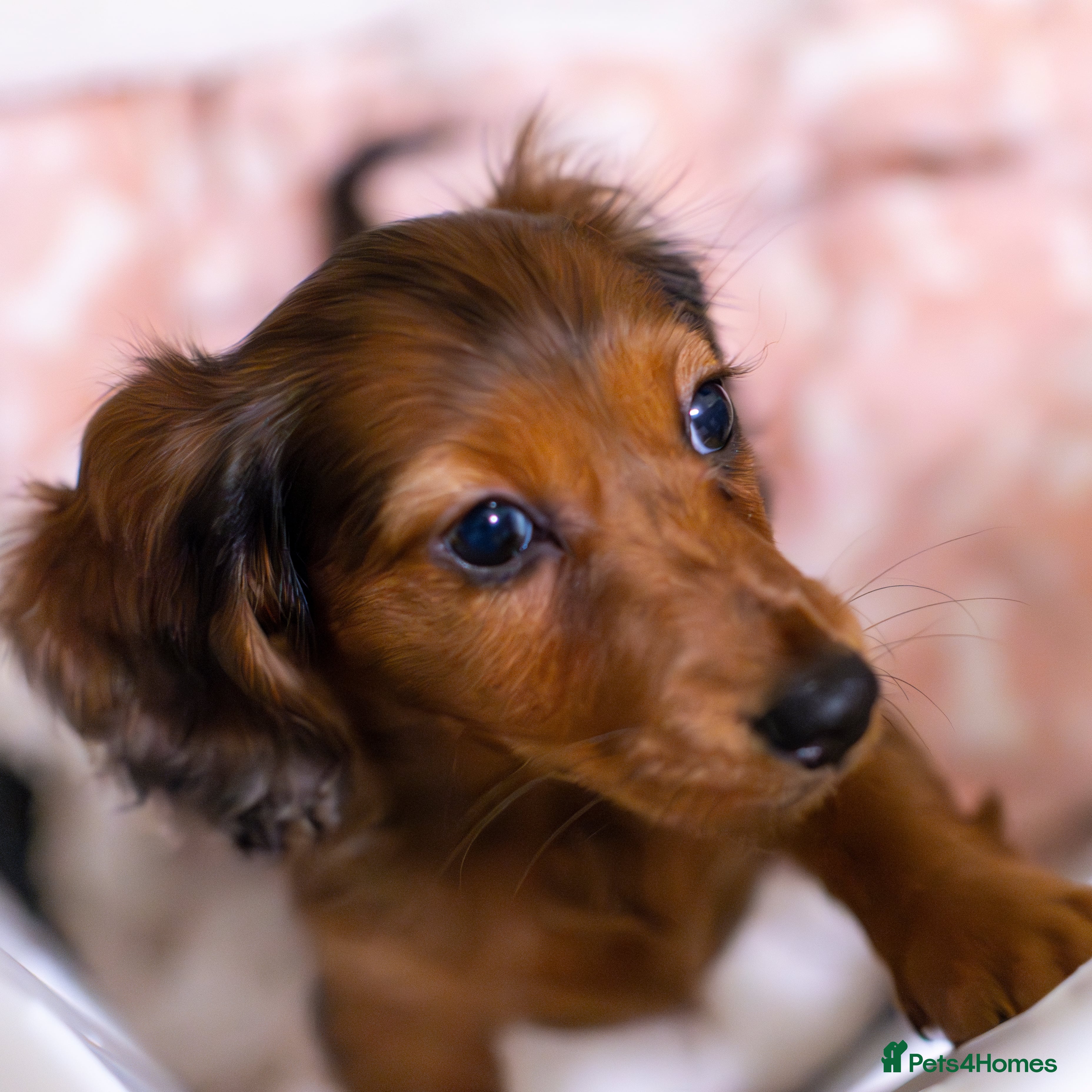 Miniature Dachshund dogs  Miniature Long-Haired Dachshund Puppies–Red Merle - Advert 2