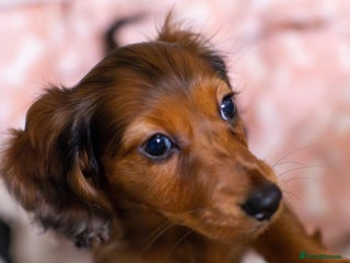 Miniature Dachshund dogs Miniature Long-Haired Dachshund Puppies–Red Merle - Advert 2