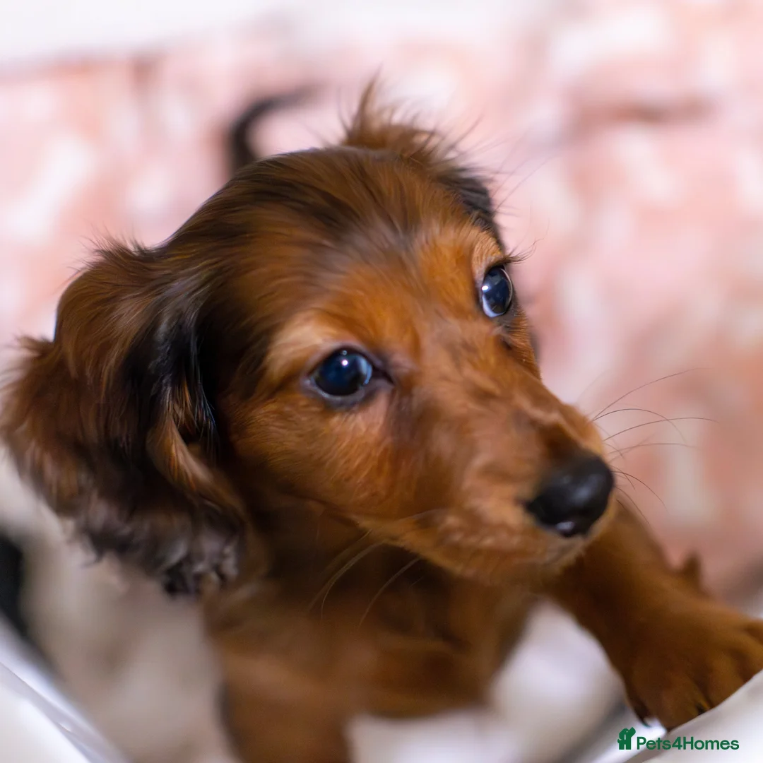 Miniature Dachshund dogs for sale:  Miniature Long-Haired Dachshund Puppies–Red Merle - Advert 14