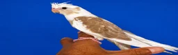 Cockatiels birds for sale: Super silly hand tamed baby cockatiels  - Advert 3