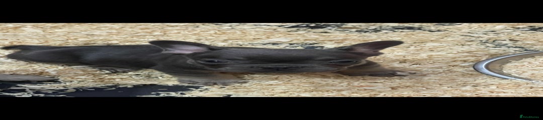 French Bulldog Puppy 1