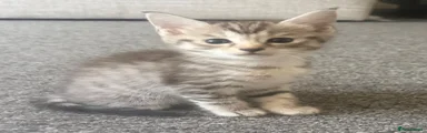 Maine Coon 2