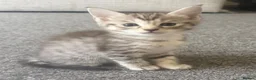 Mixed Breed cats for sale: Kittens in Holywell - Advert 3