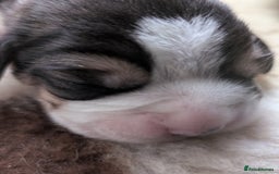 Beagle dogs for sale: Champion Show Line Beagle Puppies - Image 2