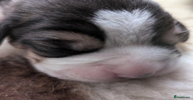 Beagle dogs - Advert 2