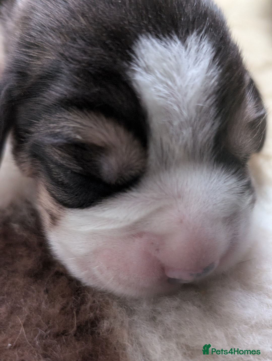 Beagle dogs for sale: Champion Show Line Beagle Puppies - Image 2